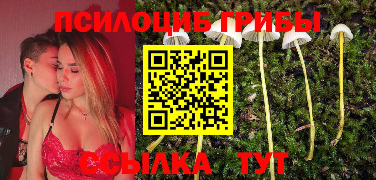 Кировск  Псилоцибиновые грибы Psilocybe  Вход с VPN 
